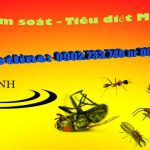 diệt mối tận gốc kiến sinh