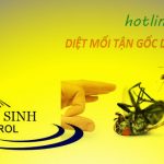 diệt mối kiến sinh group
